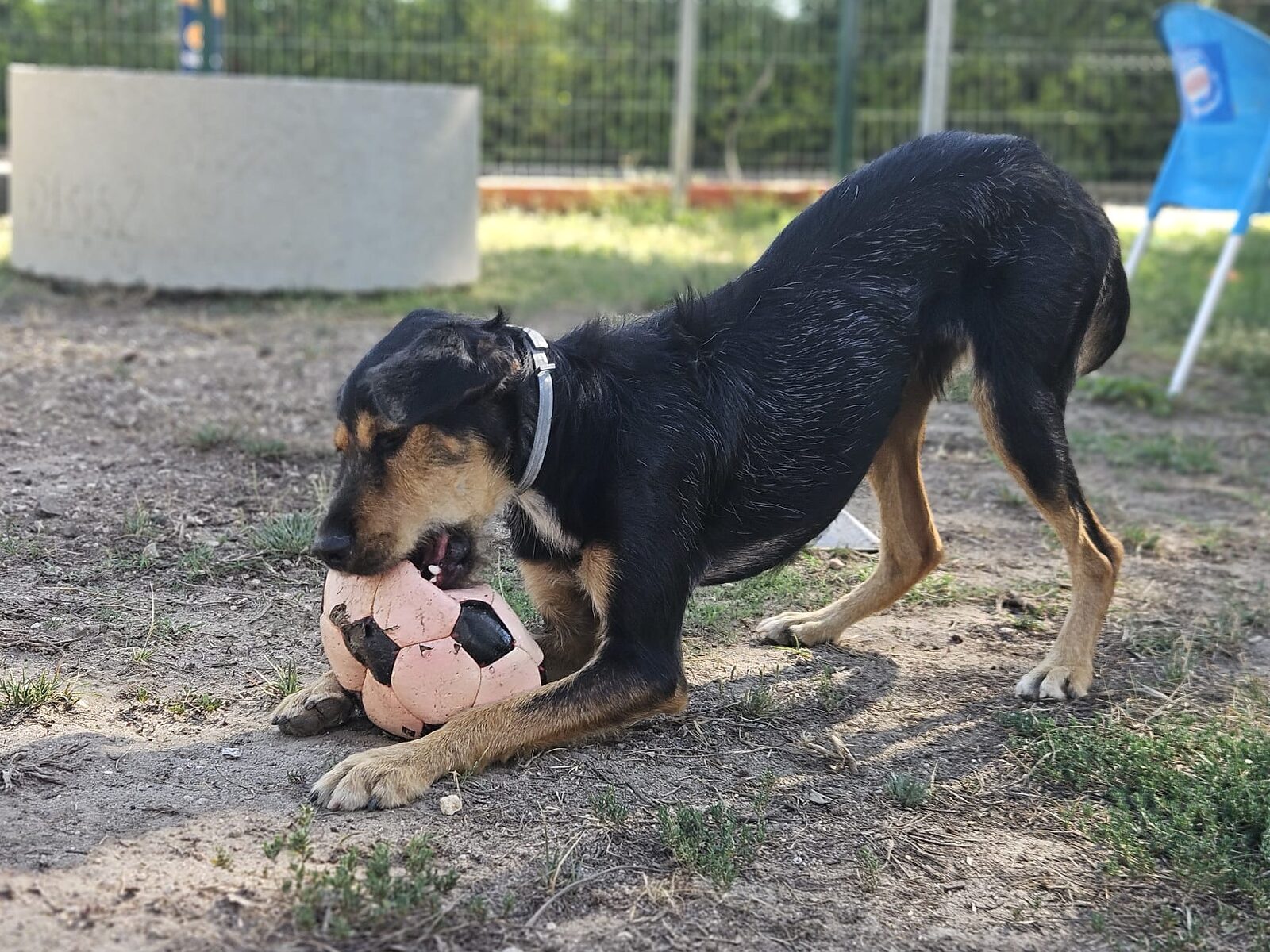 Creche Canina